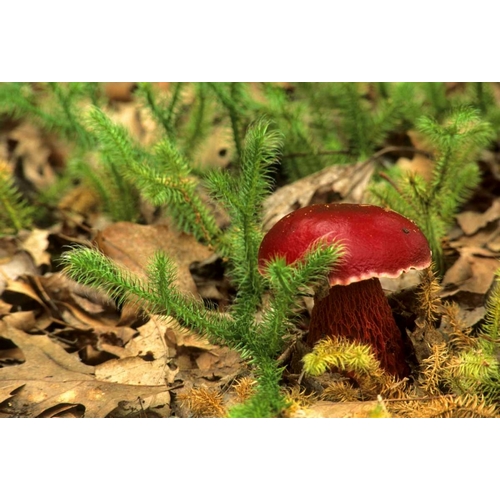 MI, Lower Peninsula Boletus frostii mushroom